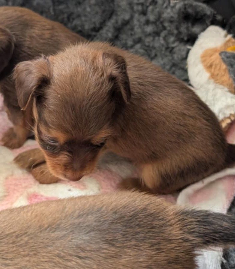 au Royaume D'ultra - Chiots disponibles - Russkiy Toy (Petit Chien Russe)