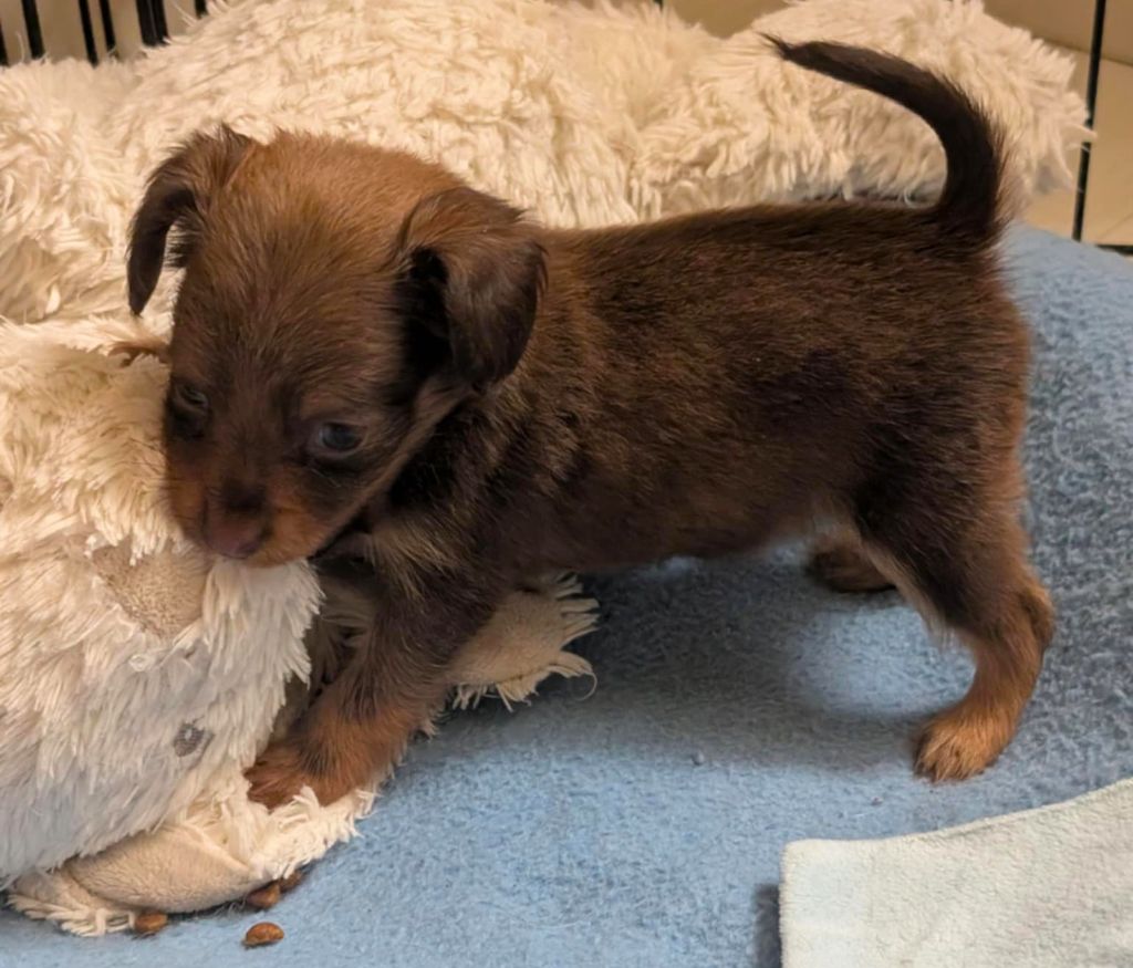 au Royaume D'ultra - Chiots disponibles - Russkiy Toy (Petit Chien Russe)