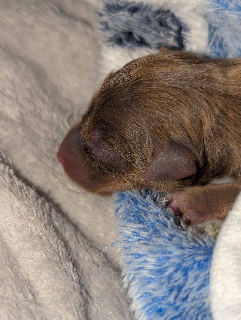 au Royaume D'ultra - Chiots disponibles - Russkiy Toy (Petit Chien Russe)