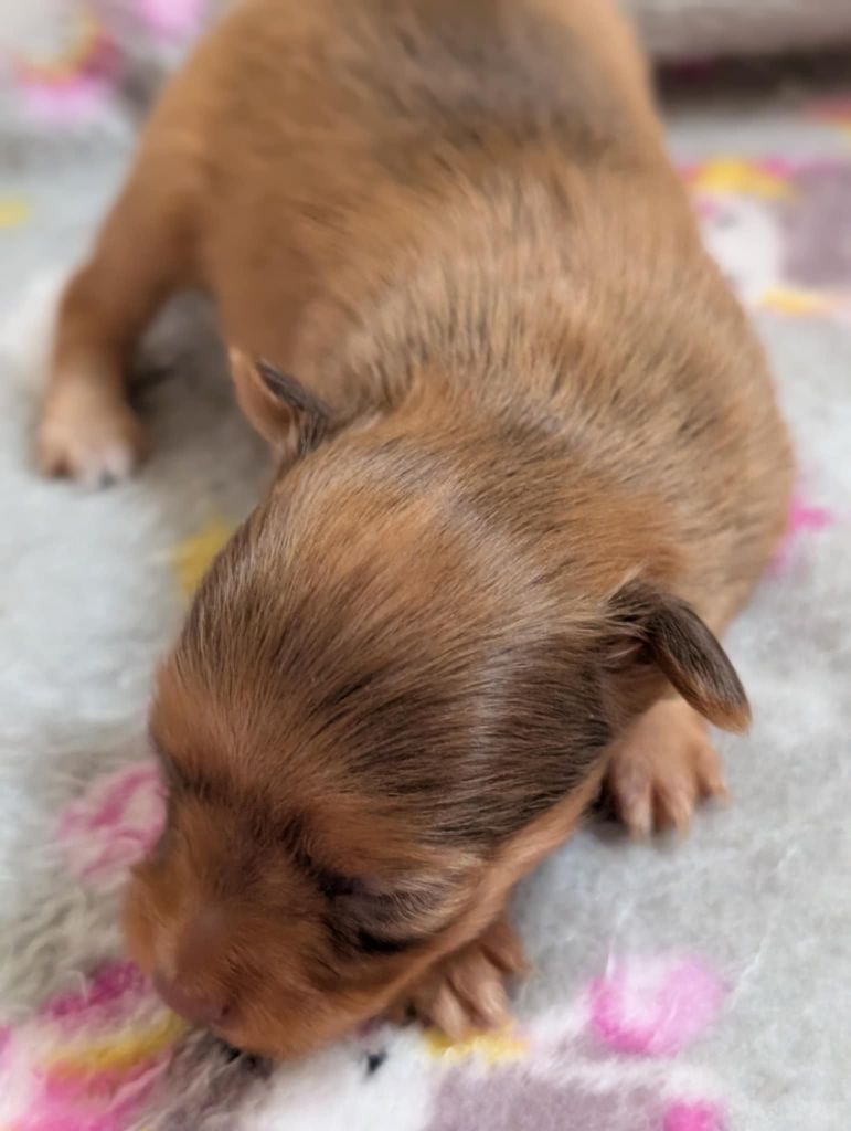 au Royaume D'ultra - Chiots disponibles - Russkiy Toy (Petit Chien Russe)