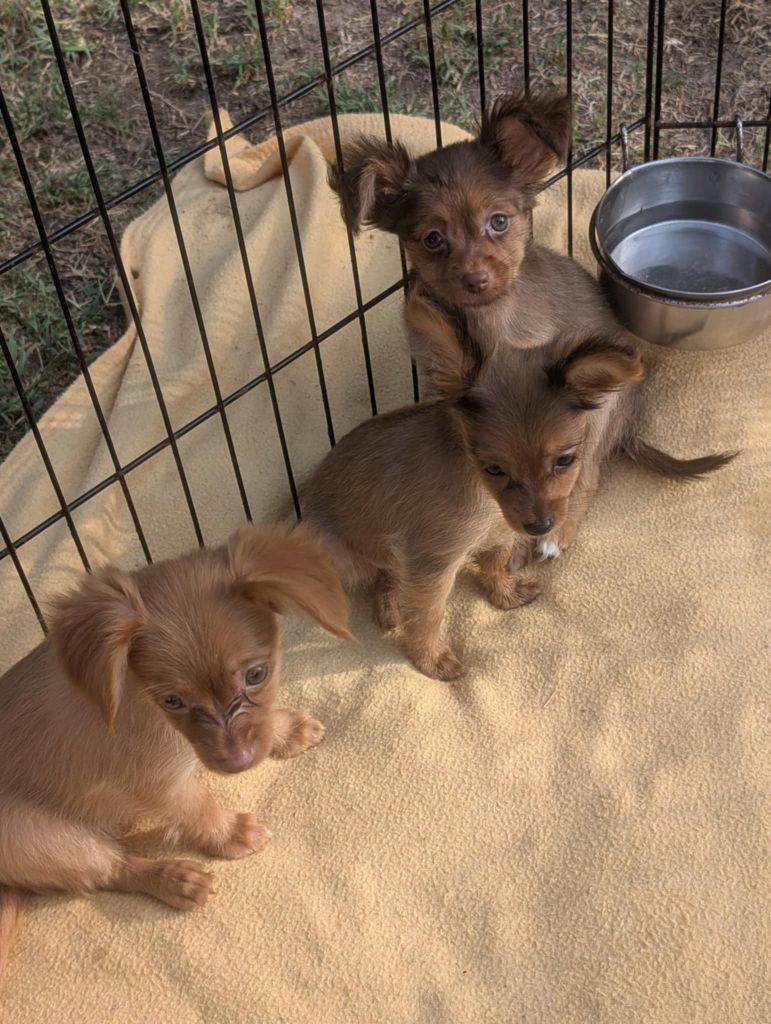 Chiot Russkiy Toy (Petit Chien Russe) au Royaume D'ultra