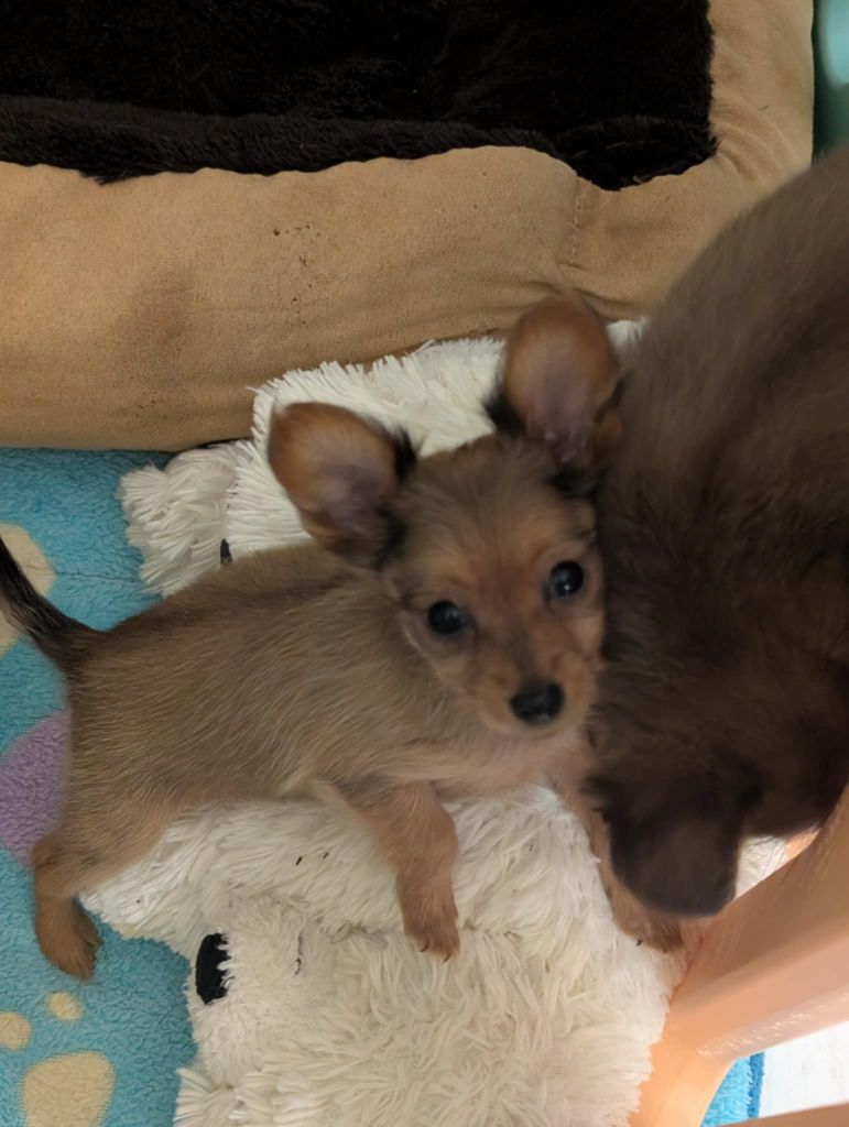 au Royaume D'ultra - Chiots disponibles - Russkiy Toy (Petit Chien Russe)