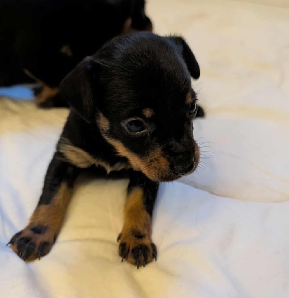 Chiot Russkiy Toy (Petit Chien Russe) au Royaume D'ultra