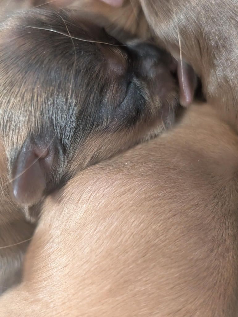 au Royaume D'ultra - Chiots disponibles - Russkiy Toy (Petit Chien Russe)