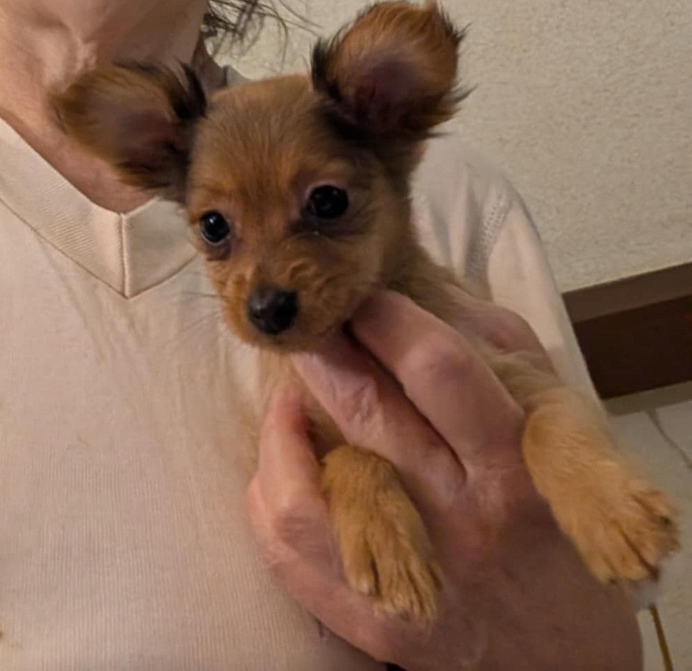 au Royaume D'ultra - Chiots disponibles - Russkiy Toy (Petit Chien Russe)