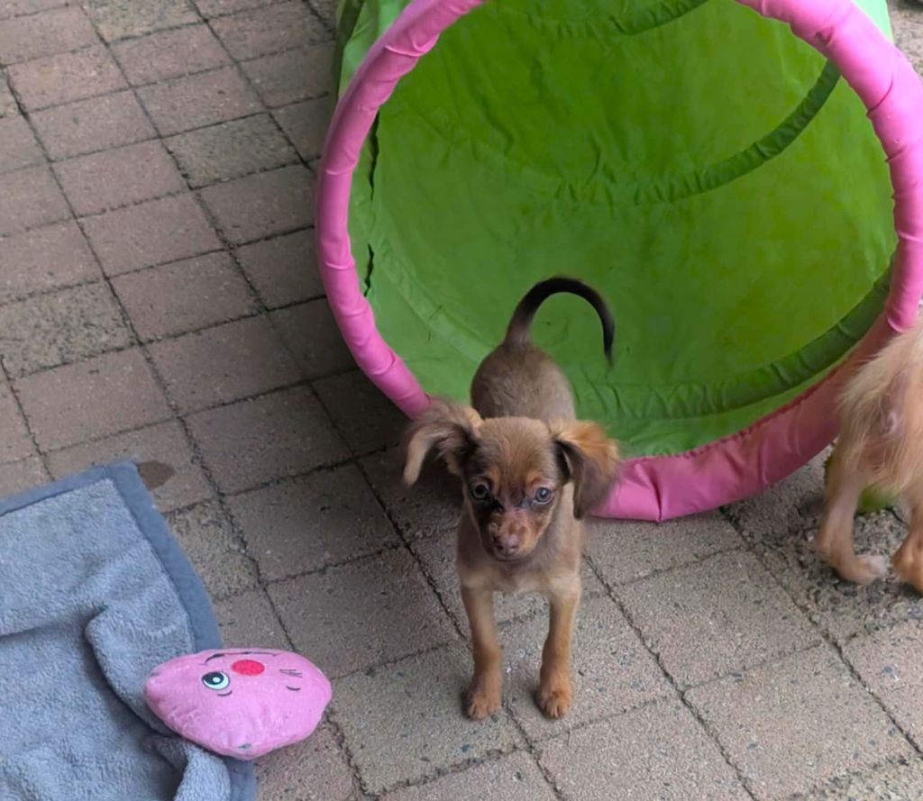 au Royaume D'ultra - Chiots disponibles - Russkiy Toy (Petit Chien Russe)