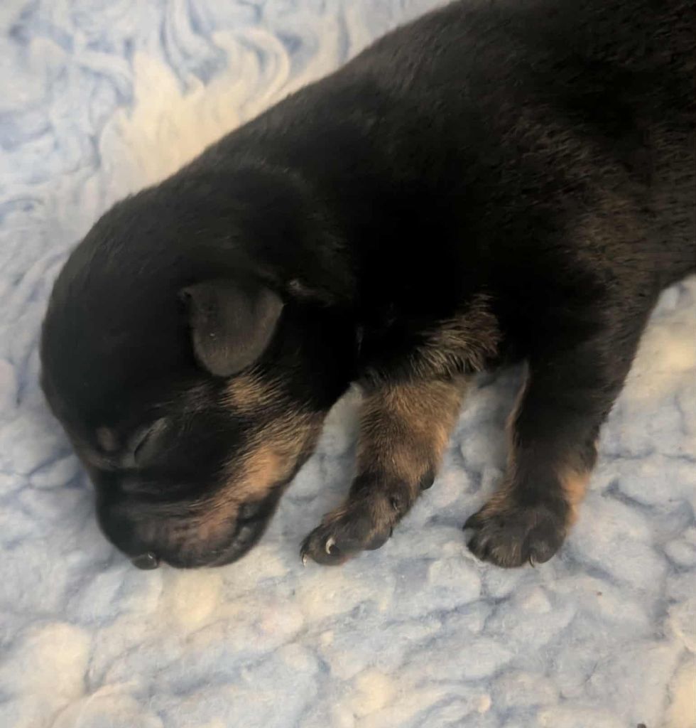 au Royaume D'ultra - Chiots disponibles - Russkiy Toy (Petit Chien Russe)