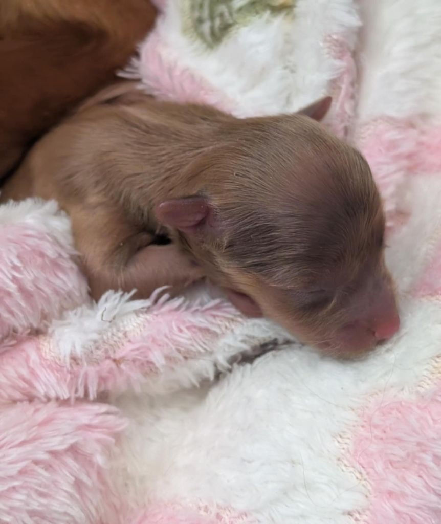au Royaume D'ultra - Chiots disponibles - Russkiy Toy (Petit Chien Russe)
