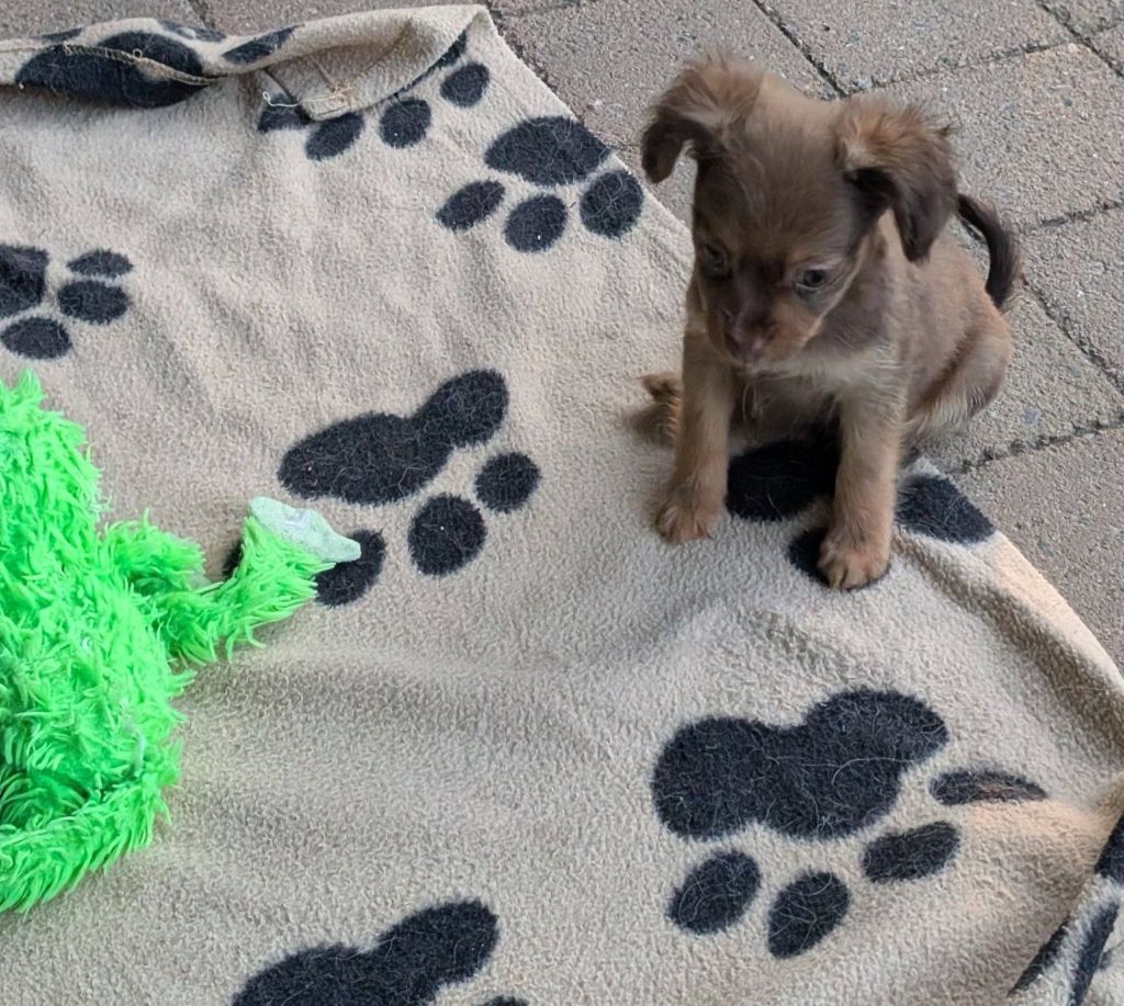 au Royaume D'ultra - Chiots disponibles - Russkiy Toy (Petit Chien Russe)