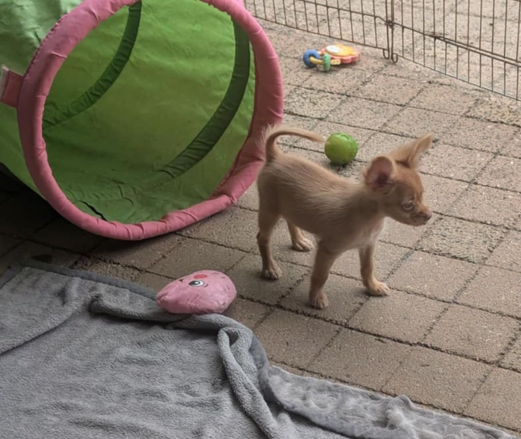 au Royaume D'ultra - Chiots disponibles - Russkiy Toy (Petit Chien Russe)
