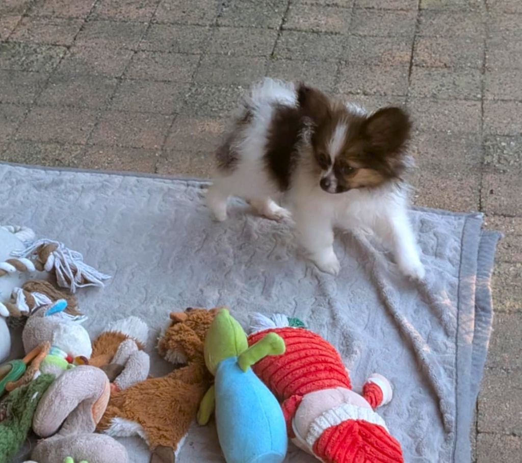 au Royaume D'ultra - Chiots disponibles - Epagneul nain Continental (Papillon)