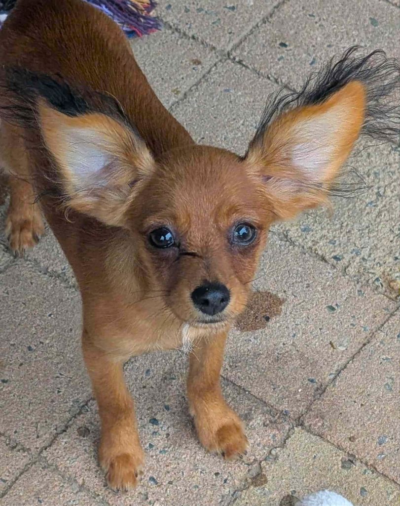 au Royaume D'ultra - Chiots disponibles - Russkiy Toy (Petit Chien Russe)