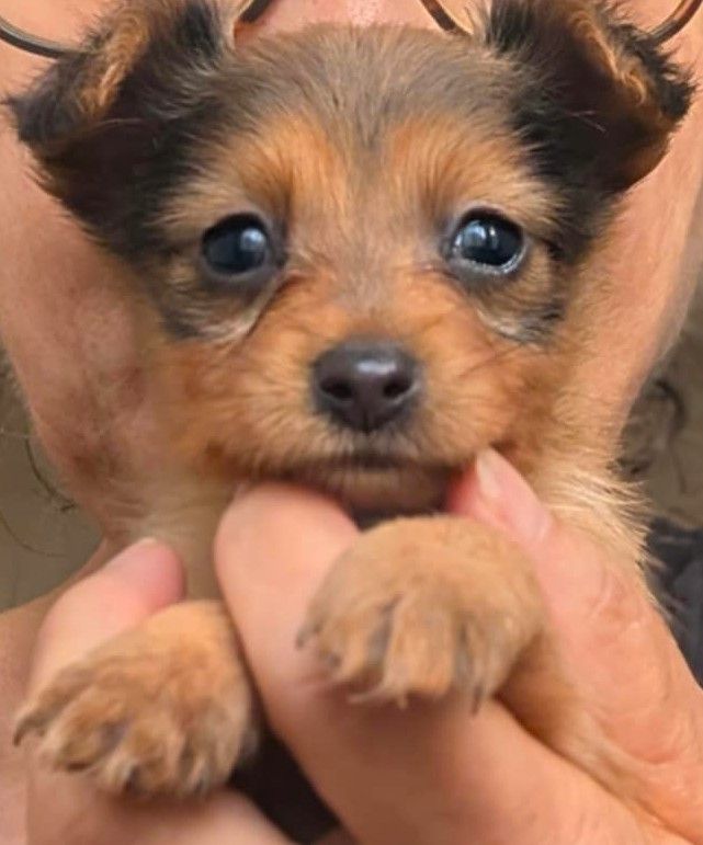 au Royaume D'ultra - Chiots disponibles - Russkiy Toy (Petit Chien Russe)