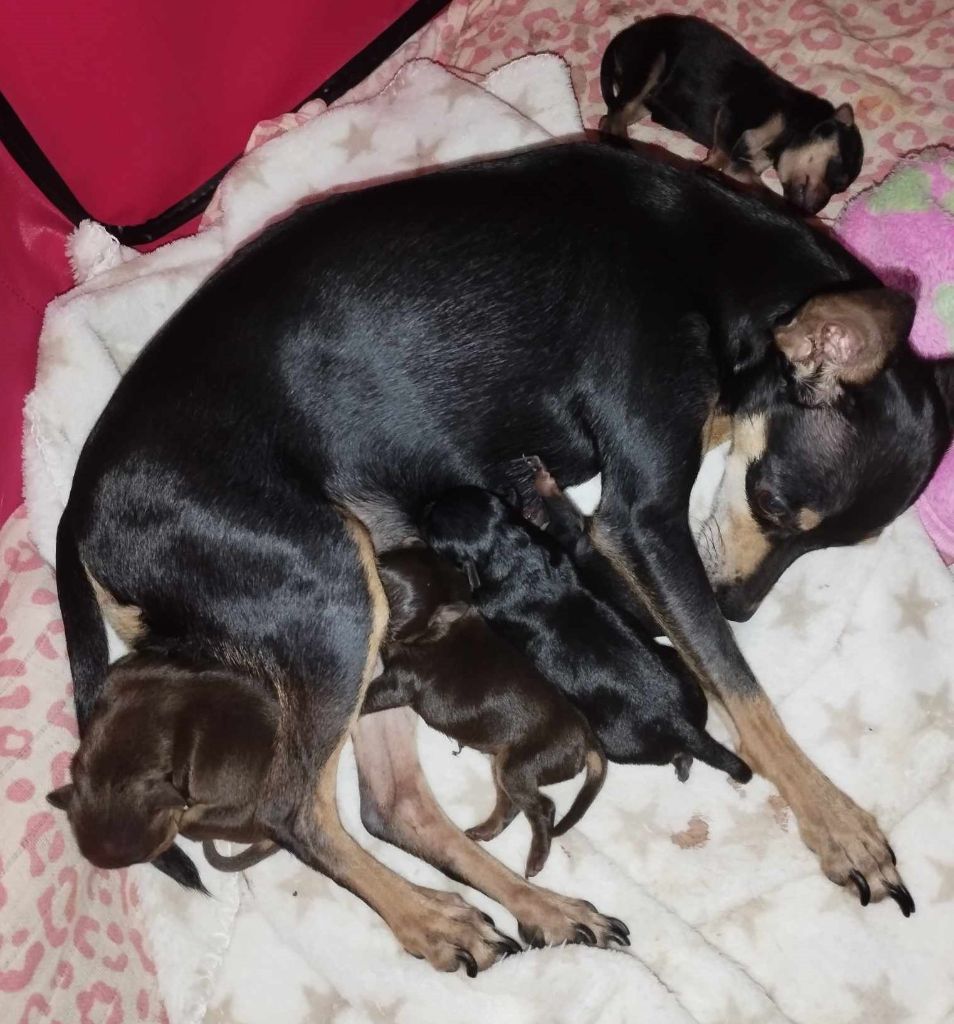 Chiot Russkiy Toy (Petit Chien Russe) au Royaume D'ultra