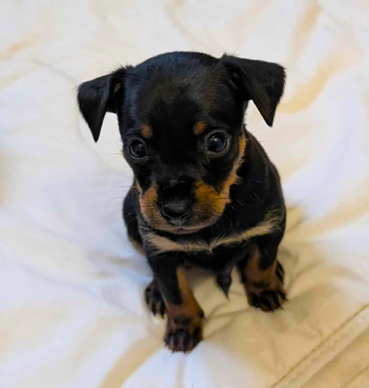 au Royaume D'ultra - Chiots disponibles - Russkiy Toy (Petit Chien Russe)