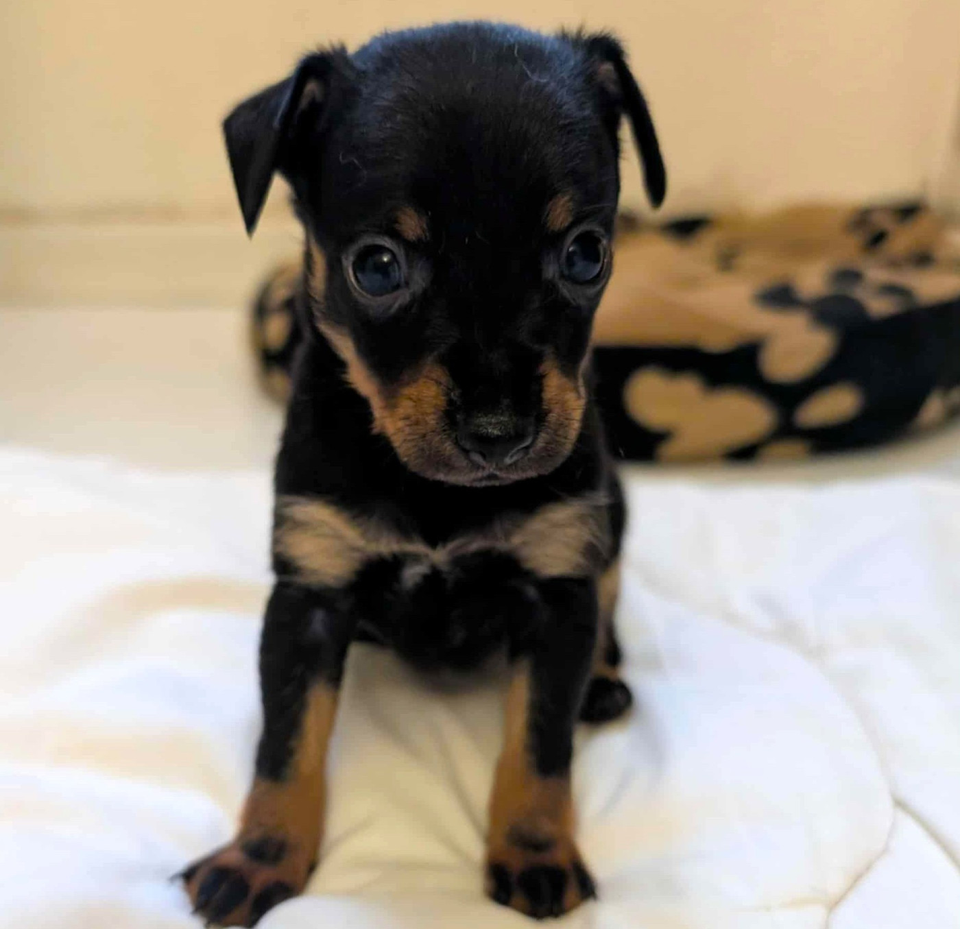 au Royaume D'ultra - Chiots disponibles - Russkiy Toy (Petit Chien Russe)