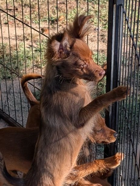 au Royaume D'ultra - Chiots disponibles - Russkiy Toy (Petit Chien Russe)