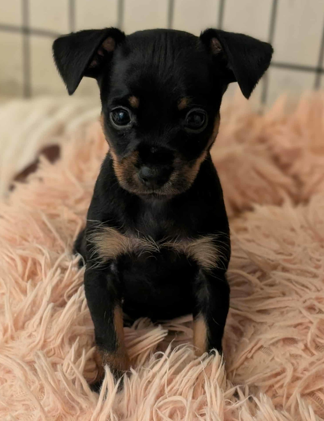 au Royaume D'ultra - Chiots disponibles - Russkiy Toy (Petit Chien Russe)