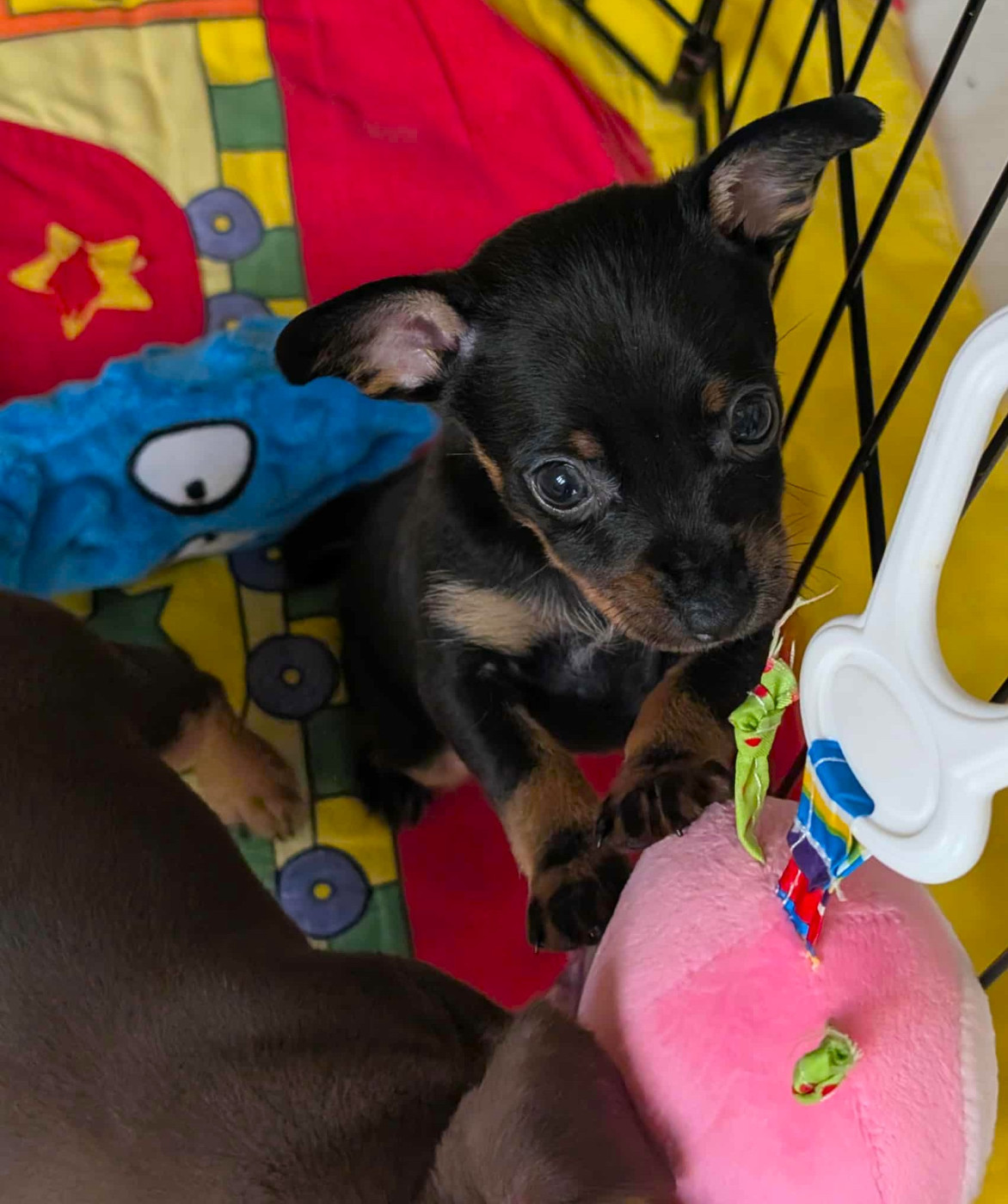au Royaume D'ultra - Chiots disponibles - Russkiy Toy (Petit Chien Russe)