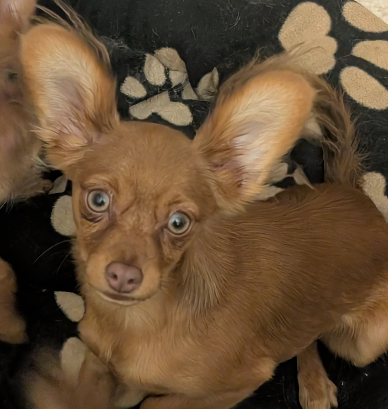 au Royaume D'ultra - Chiots disponibles - Russkiy Toy (Petit Chien Russe)