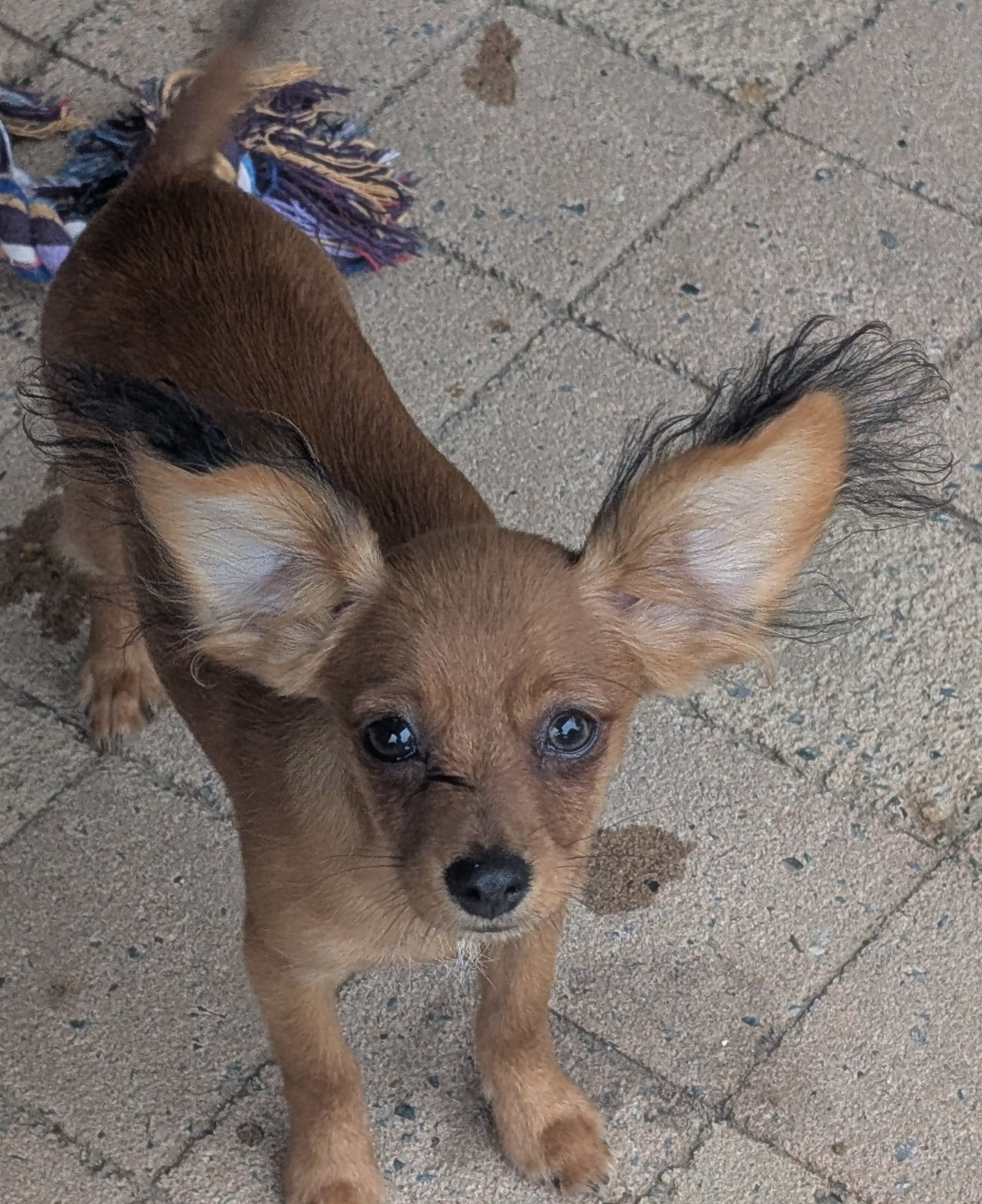 au Royaume D'ultra - Chiots disponibles - Russkiy Toy (Petit Chien Russe)