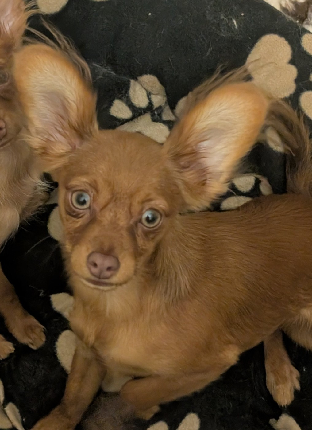 au Royaume D'ultra - Chiots disponibles - Russkiy Toy (Petit Chien Russe)