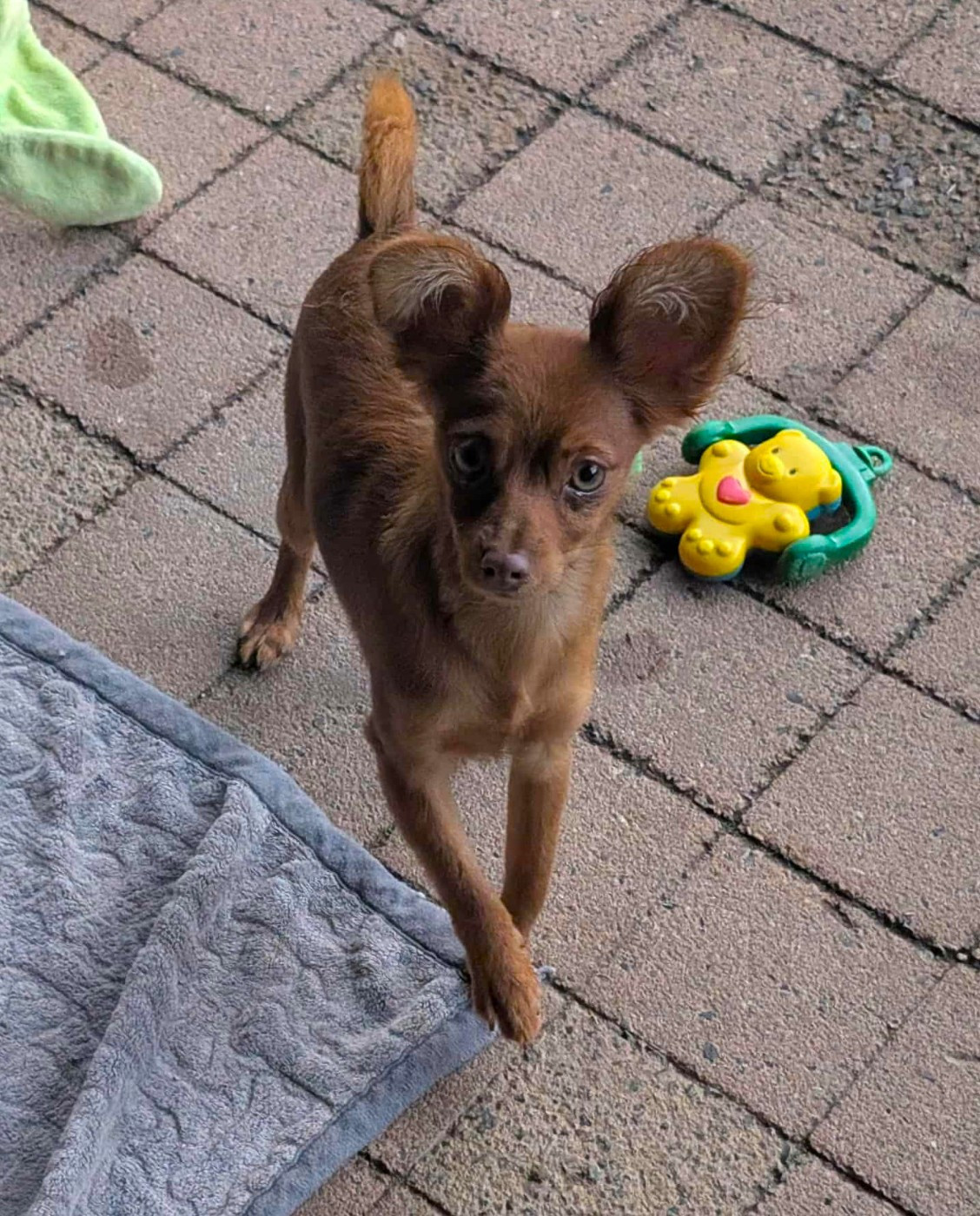 au Royaume D'ultra - Russkiy Toy (Petit Chien Russe) - Portée née le 03/05/2025