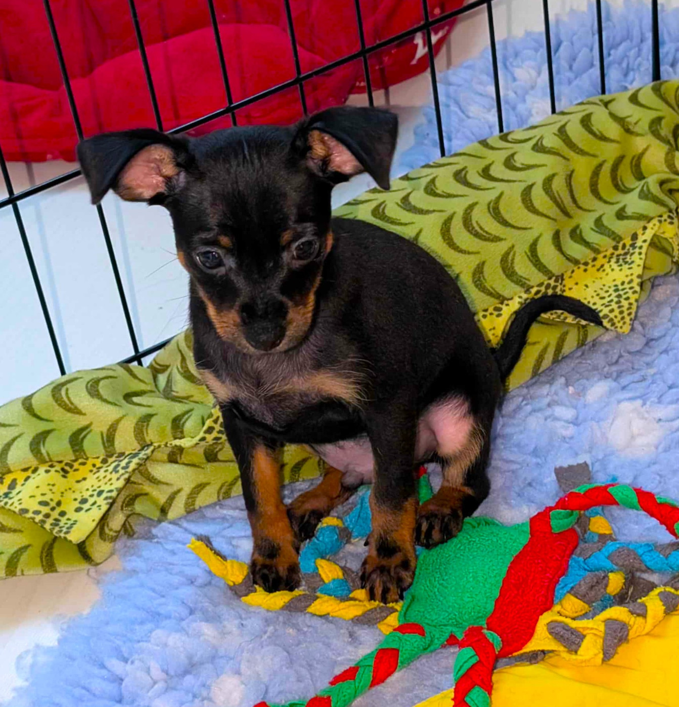 au Royaume D'ultra - Chiots disponibles - Russkiy Toy (Petit Chien Russe)