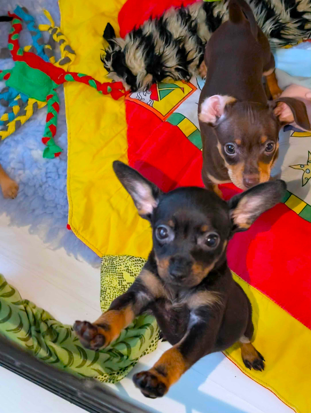 au Royaume D'ultra - Russkiy Toy (Petit Chien Russe) - Portée née le 10/09/2025