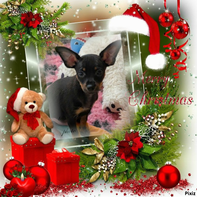 au Royaume D'ultra - Russkiy Toy (Petit Chien Russe) - Portée née le 10/09/2025