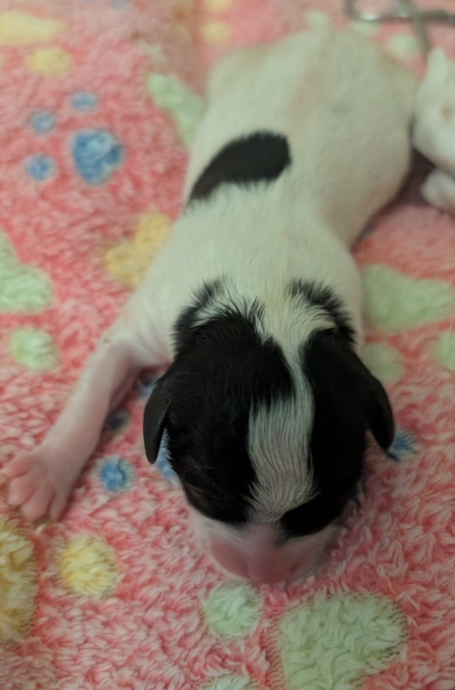 au Royaume D'ultra - Chiots disponibles - Epagneul nain Continental (Papillon)