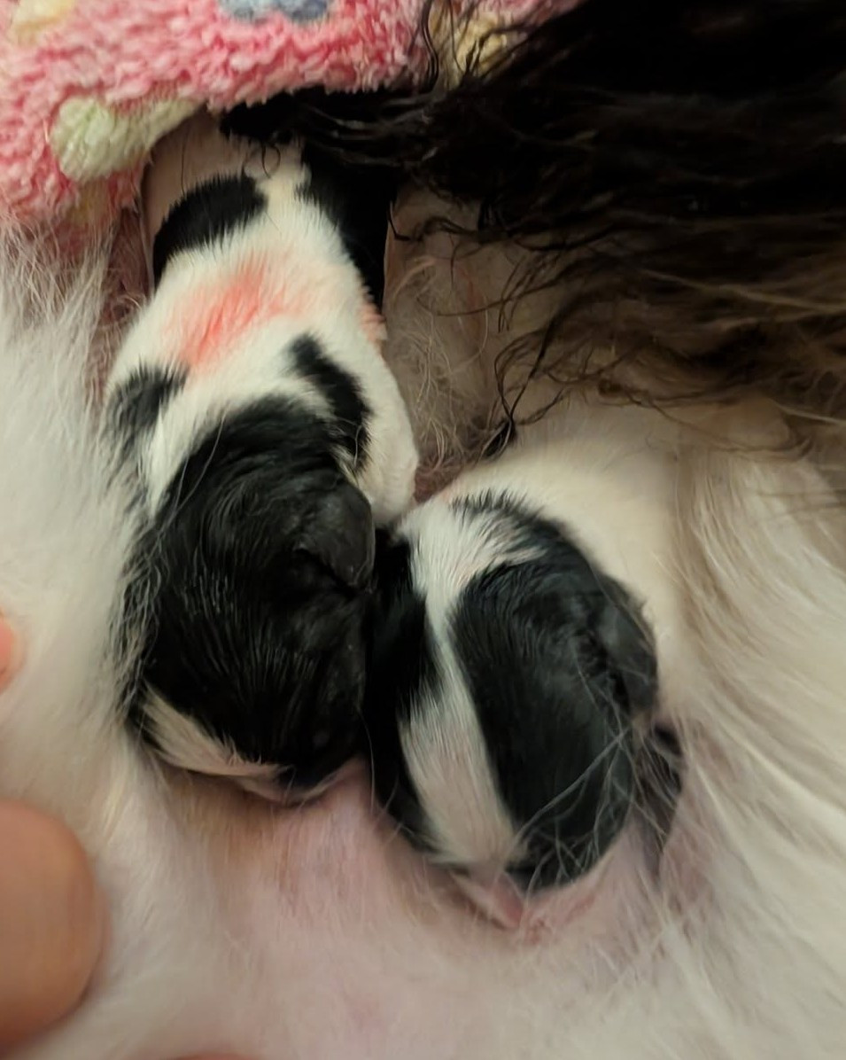 au Royaume D'ultra - Chiots disponibles - Epagneul nain Continental (Papillon)