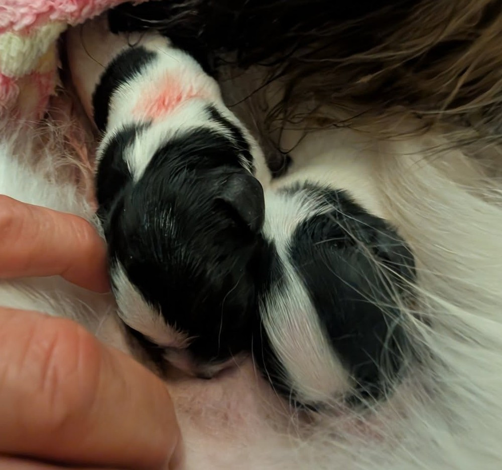 Chiot Epagneul nain Continental (Papillon) au Royaume D'ultra