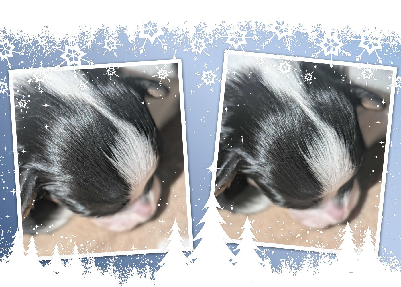 au Royaume D'ultra - Epagneul nain Continental (Papillon) - Portée née le 24/11/2025