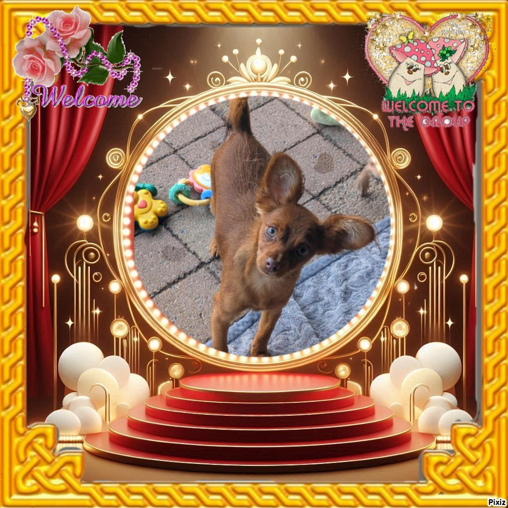 au Royaume D'ultra - Russkiy Toy (Petit Chien Russe) - Portée née le 03/05/2025