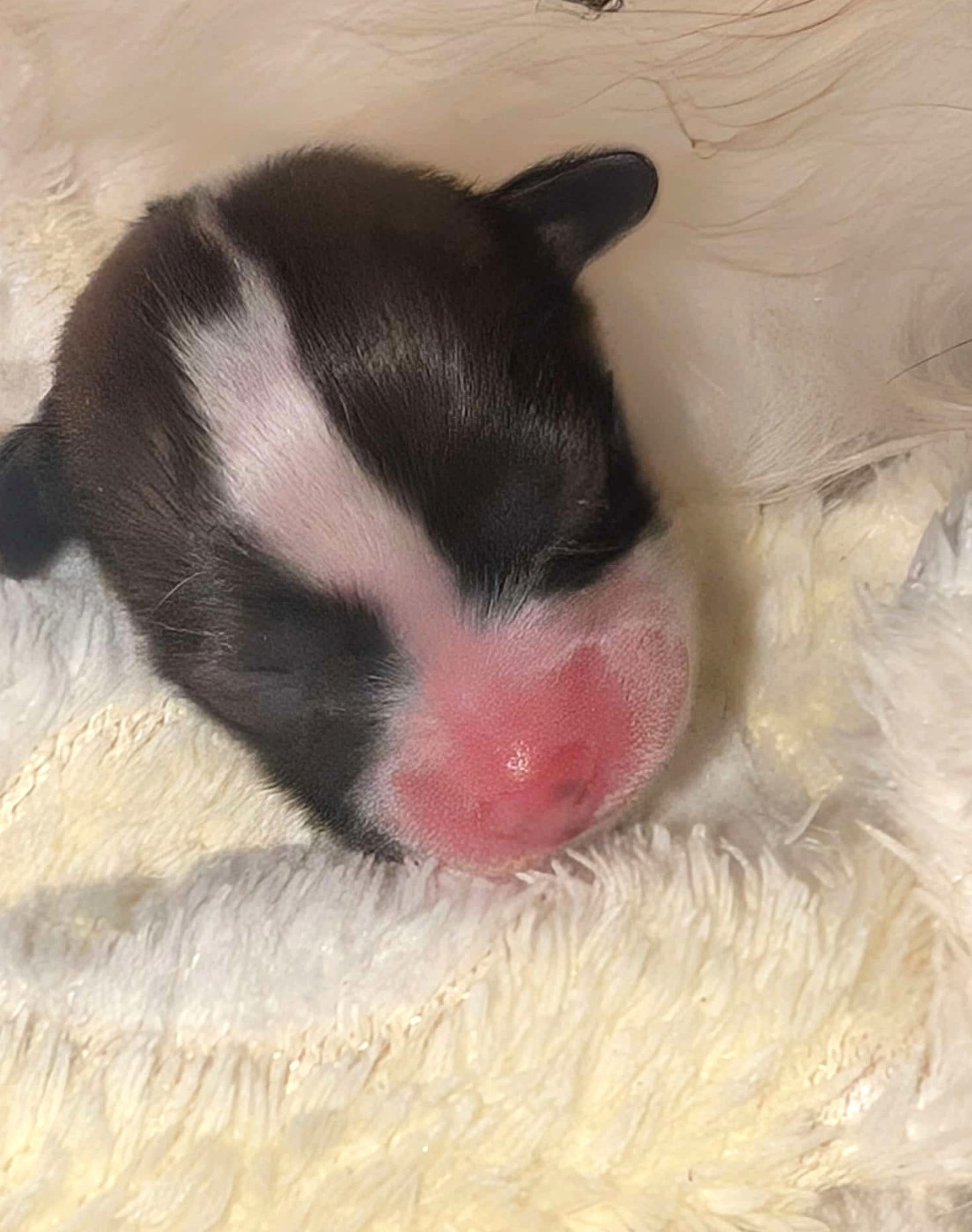 au Royaume D'ultra - Chiots disponibles - Epagneul nain Continental (Papillon)