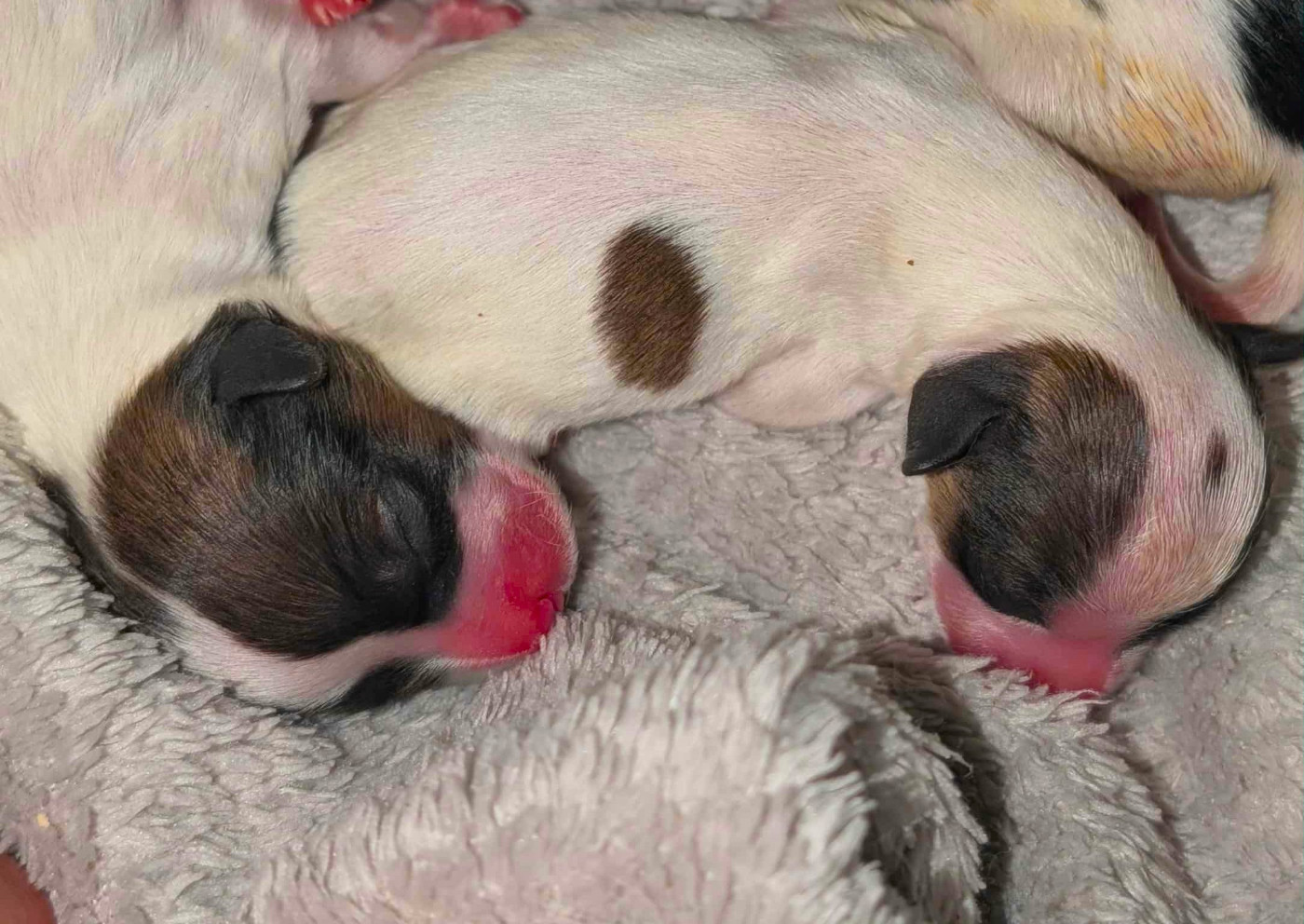 au Royaume D'ultra - Chiots disponibles - Epagneul nain Continental (Papillon)