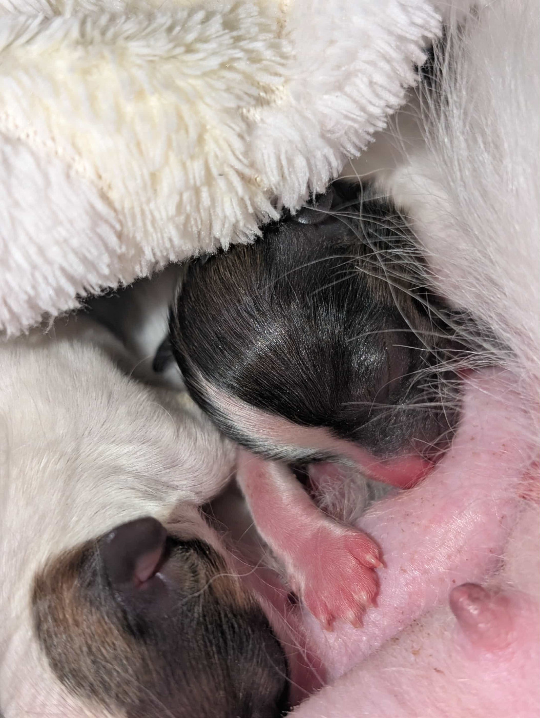 au Royaume D'ultra - Chiots disponibles - Epagneul nain Continental (Papillon)