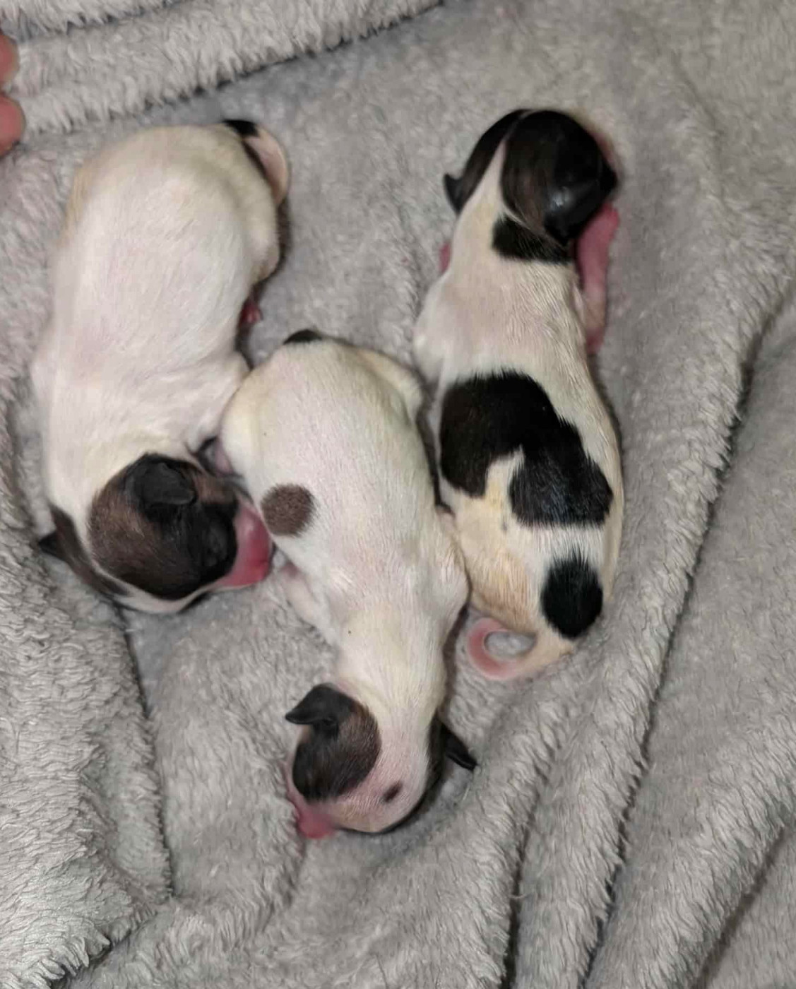 Chiot Epagneul nain Continental (Papillon) au Royaume D'ultra