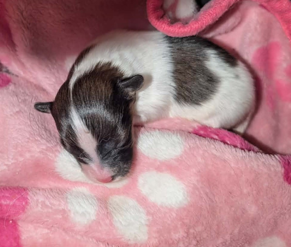 au Royaume D'ultra - Chiots disponibles - Epagneul nain Continental (Papillon)