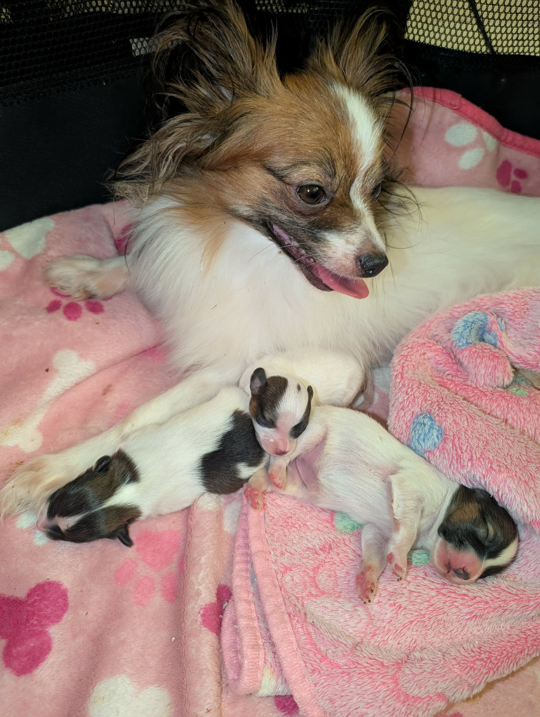 au Royaume D'ultra - Epagneul nain Continental (Papillon) - Portée née le 03/12/2025