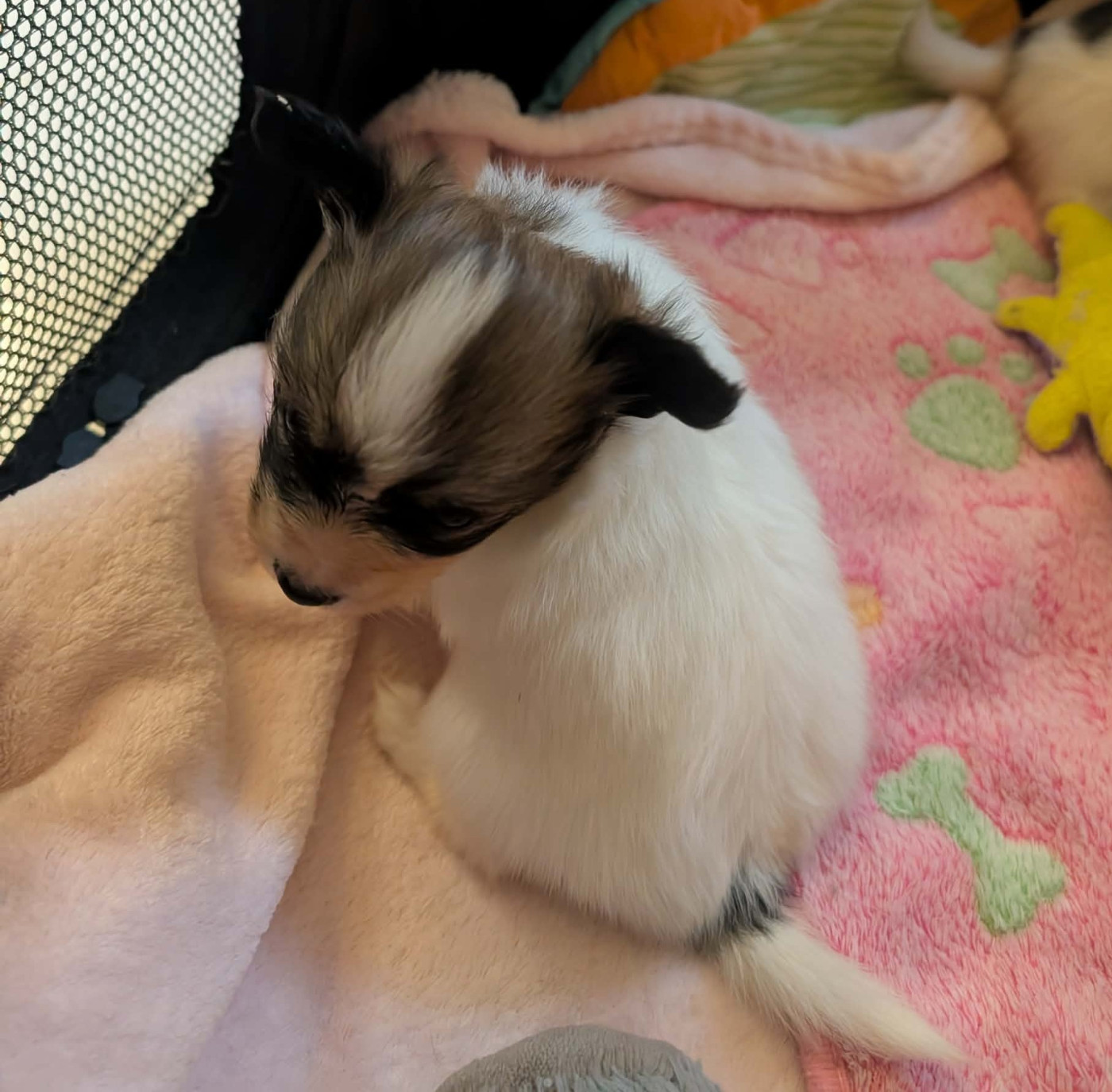 au Royaume D'ultra - Epagneul nain Continental (Papillon) - Portée née le 03/12/2025