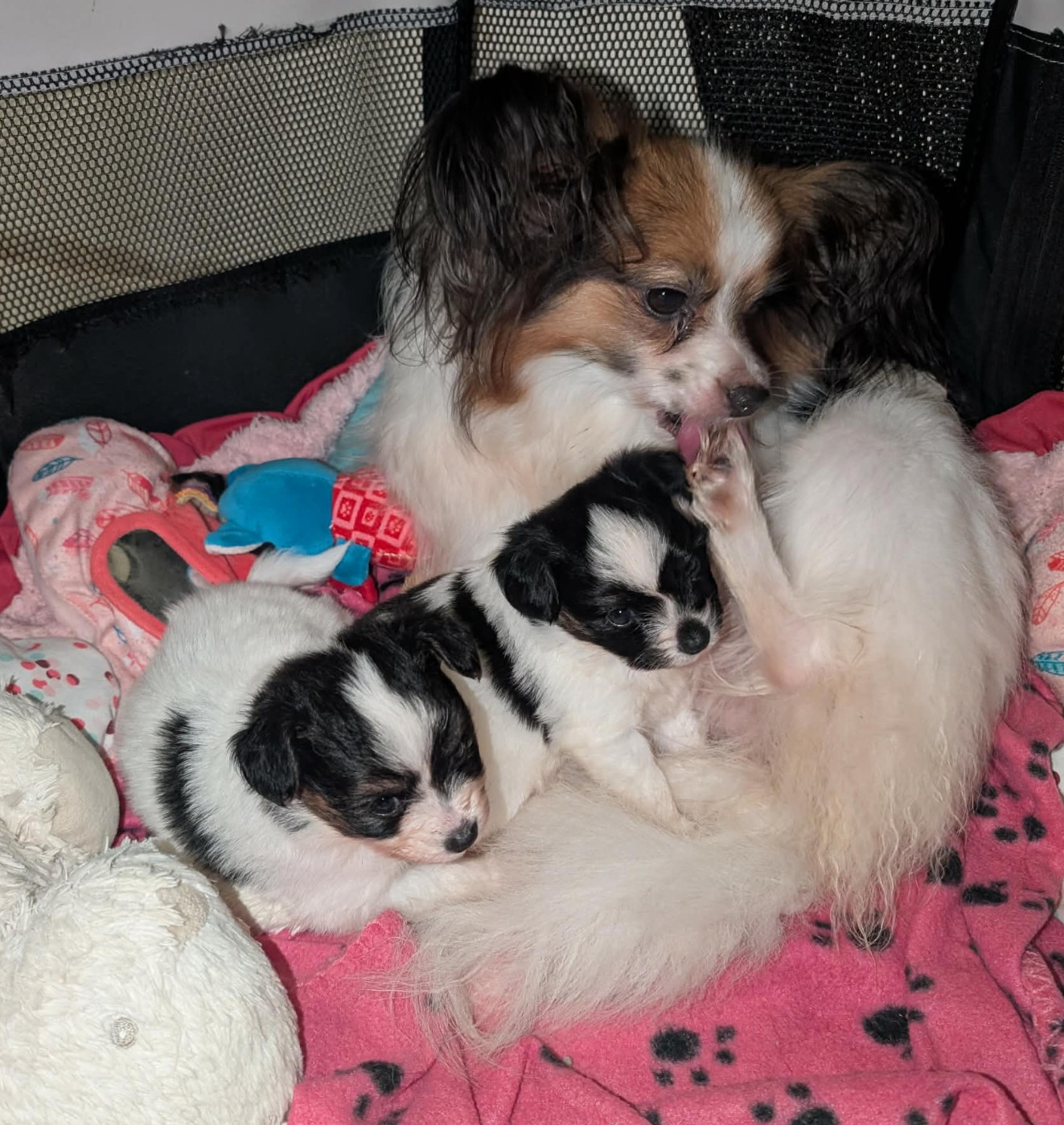 au Royaume D'ultra - Epagneul nain Continental (Papillon) - Portée née le 24/11/2025