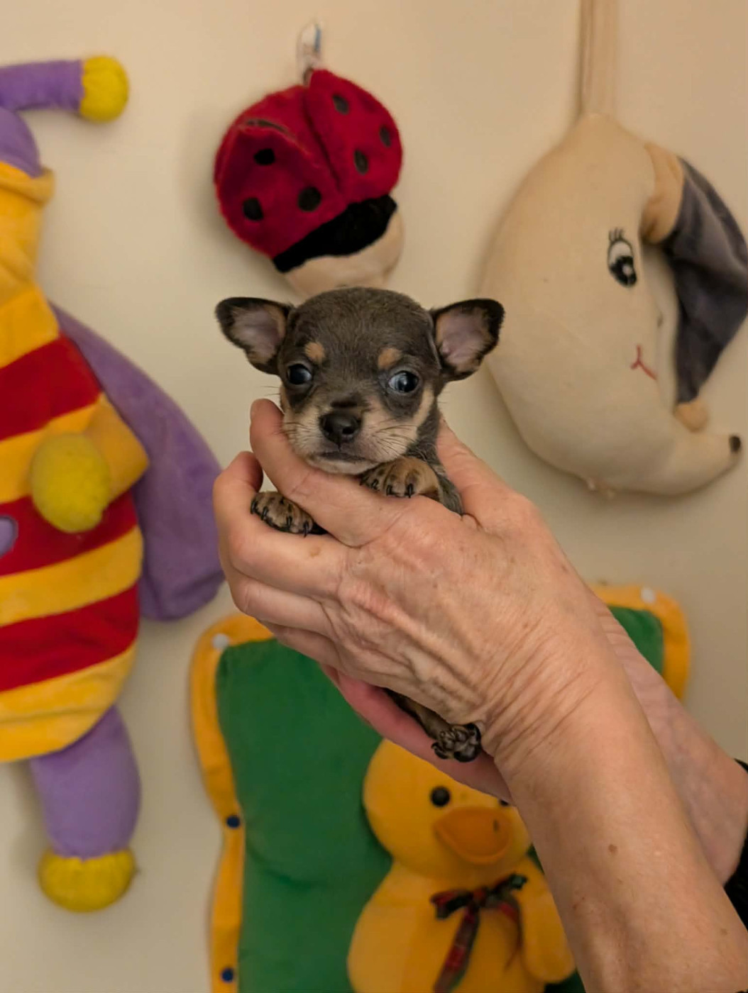 au Royaume D'ultra - Chiots disponibles - Russkiy Toy (Petit Chien Russe)