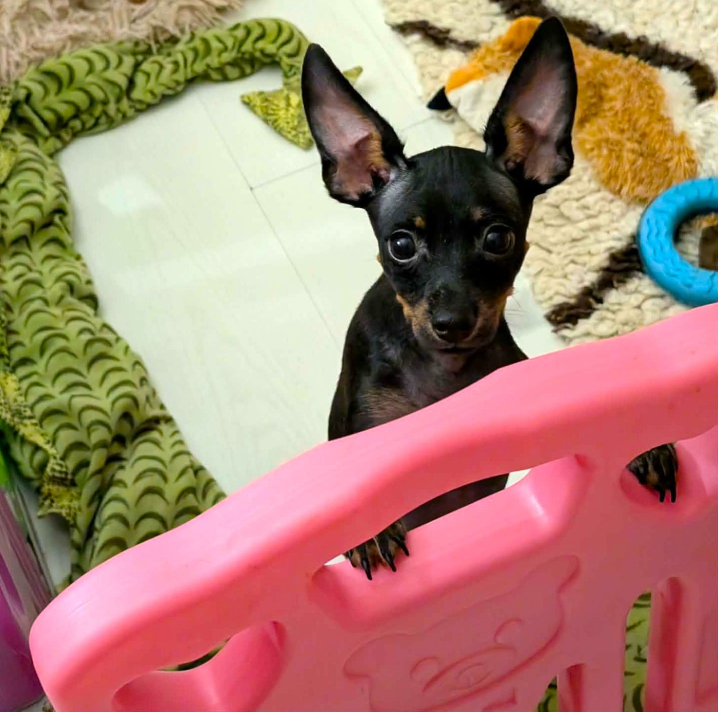 au Royaume D'ultra - Chiots disponibles - Russkiy Toy (Petit Chien Russe)