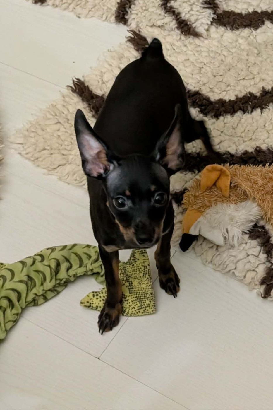 Chiot Russkiy Toy (Petit Chien Russe) au Royaume D'ultra