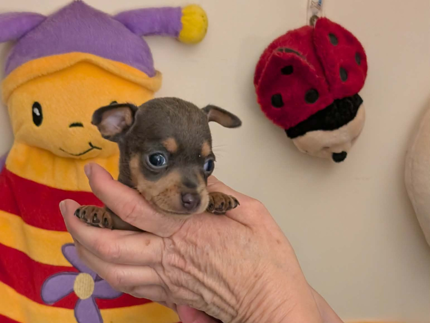 au Royaume D'ultra - Chiots disponibles - Russkiy Toy (Petit Chien Russe)