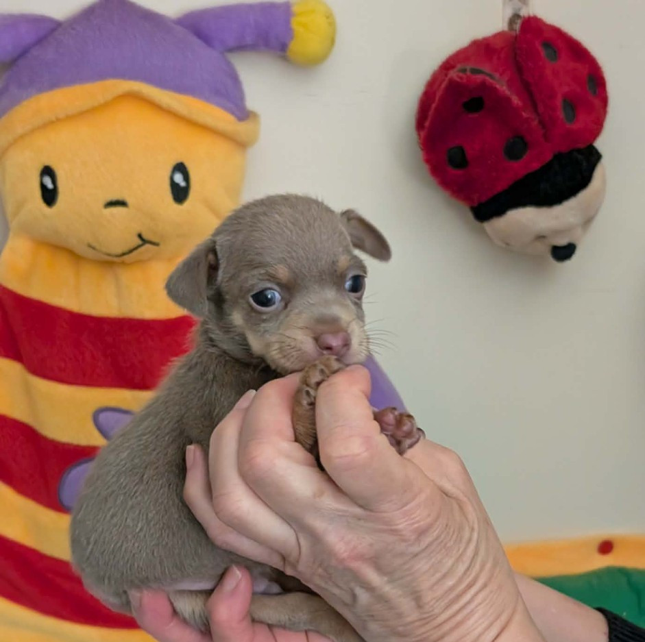 au Royaume D'ultra - Chiots disponibles - Russkiy Toy (Petit Chien Russe)