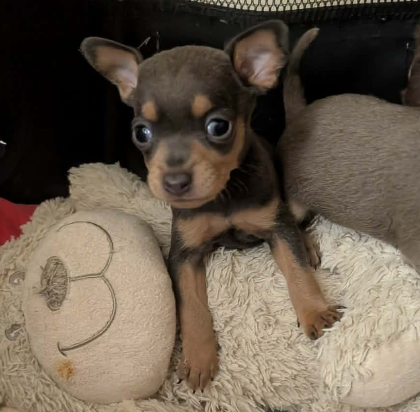 au Royaume D'ultra - Chiots disponibles - Russkiy Toy (Petit Chien Russe)