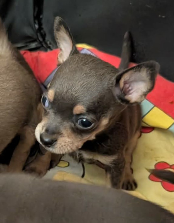 au Royaume D'ultra - Chiots disponibles - Russkiy Toy (Petit Chien Russe)